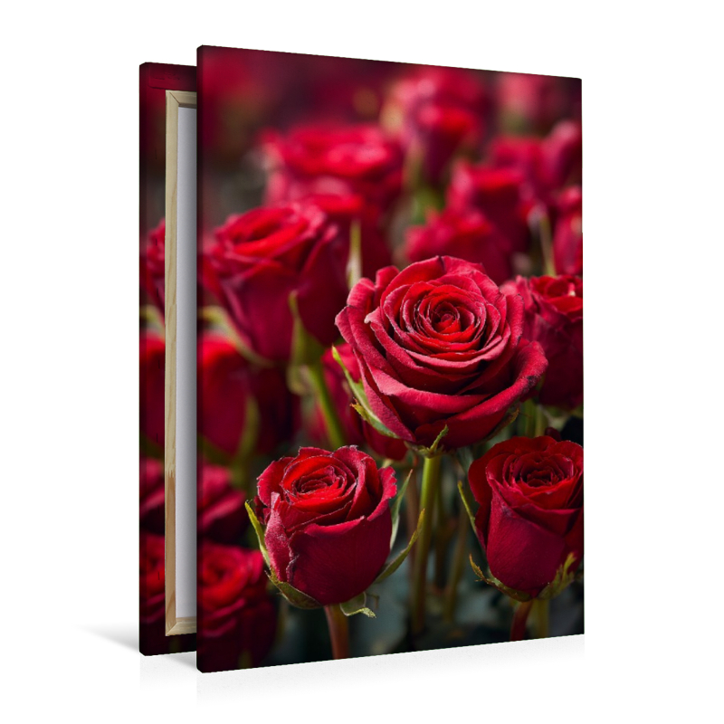 Rote Rosen in voller Blüte
