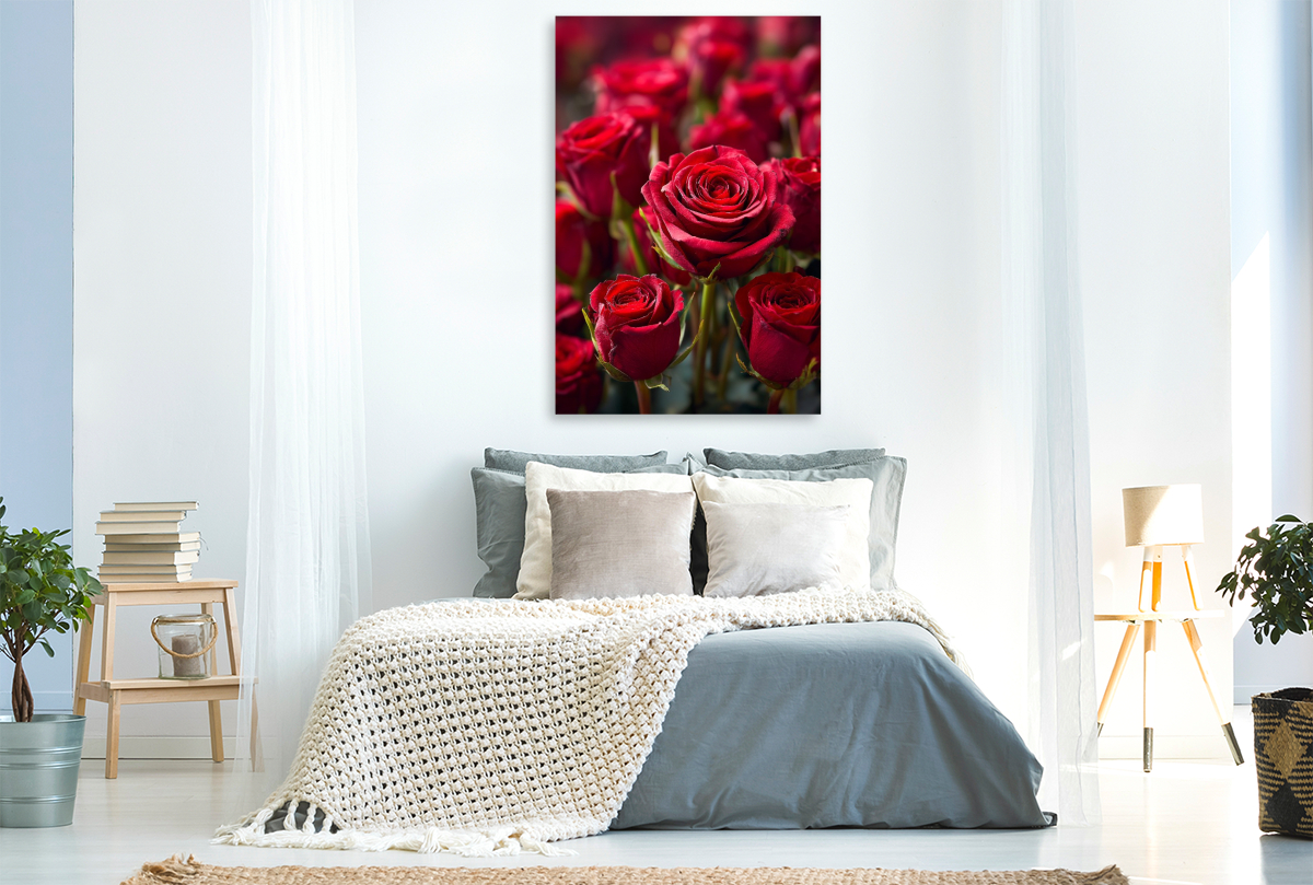 Rote Rosen in voller Blüte