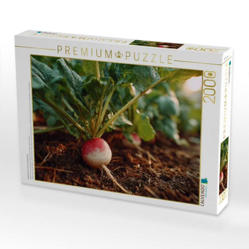 Radieschen frisch im Gartenbeet