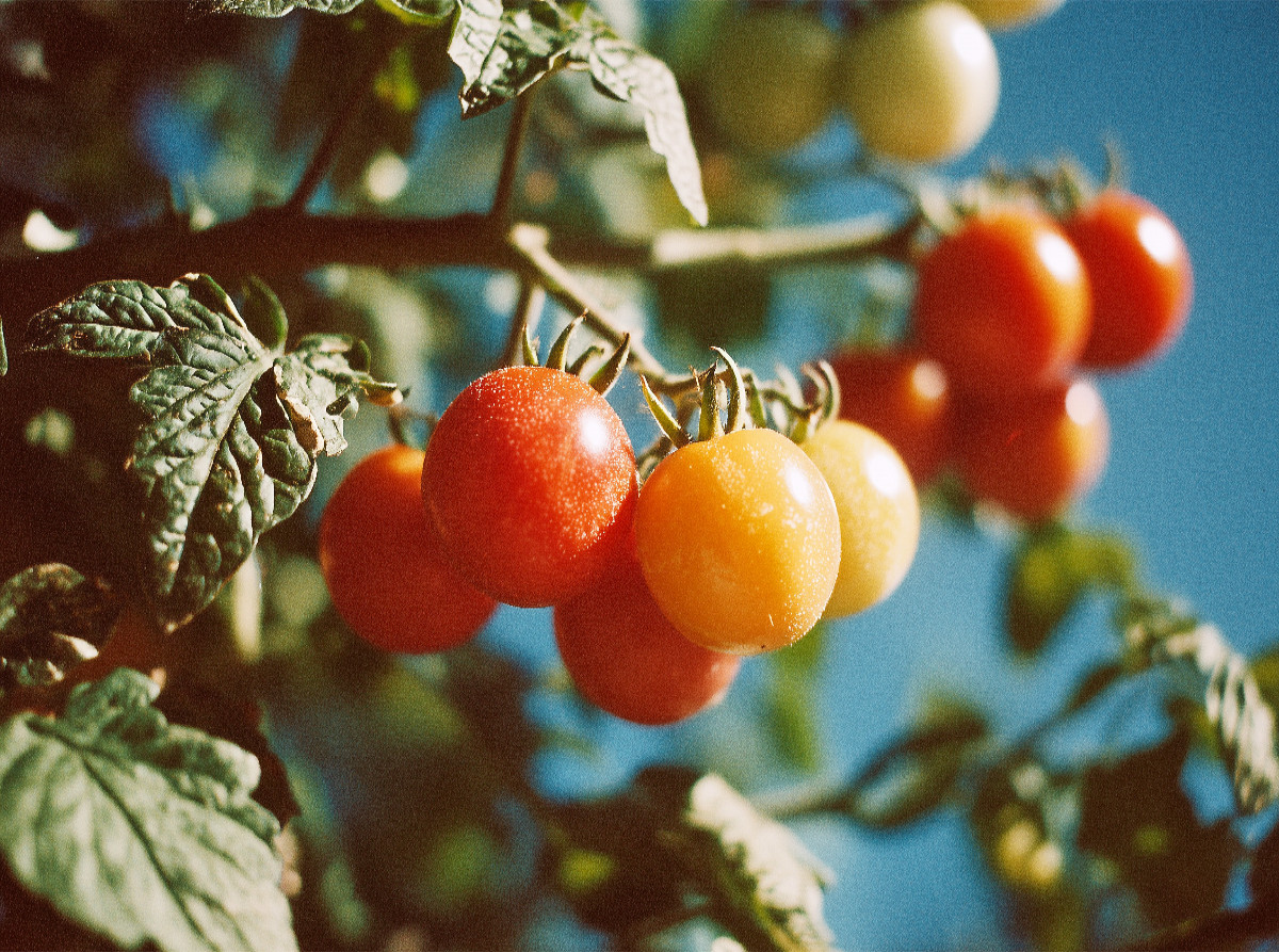 Reife Tomaten am Strauch im Sonnenschein