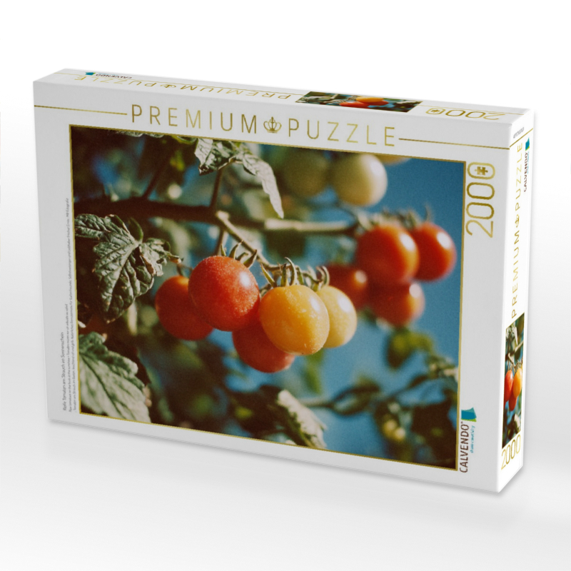 Reife Tomaten am Strauch im Sonnenschein