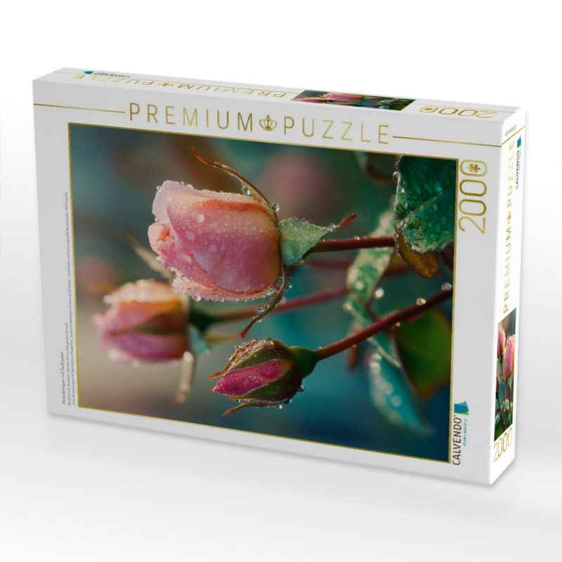 Rosenknospen mit Tautropfen