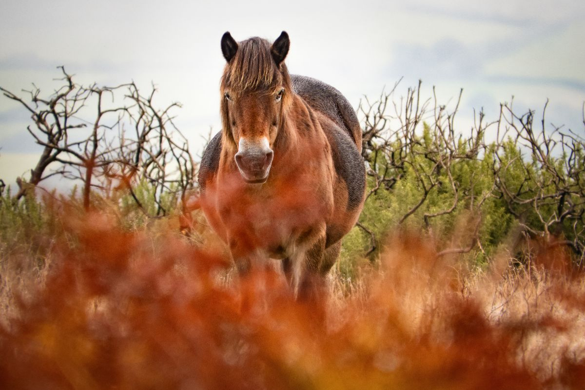 Exmoor Pony hinter leuchtendem Farn