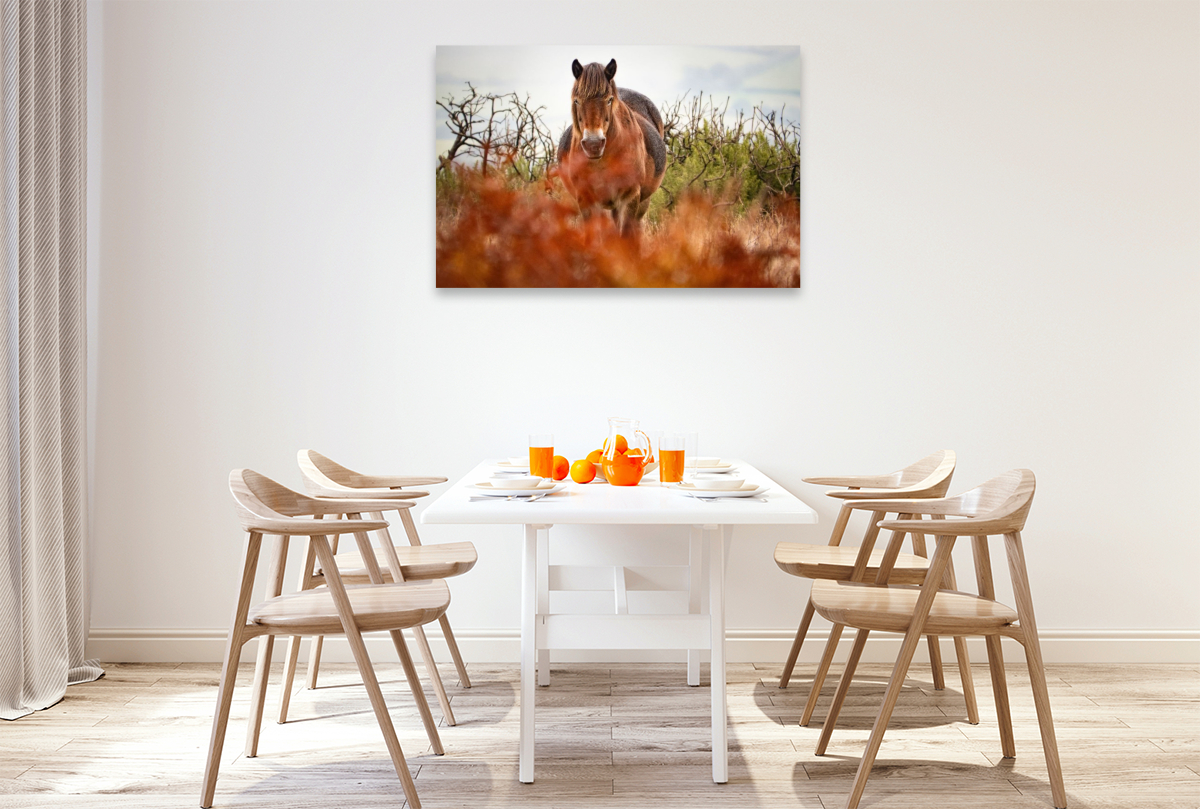 Exmoor Pony hinter leuchtendem Farn
