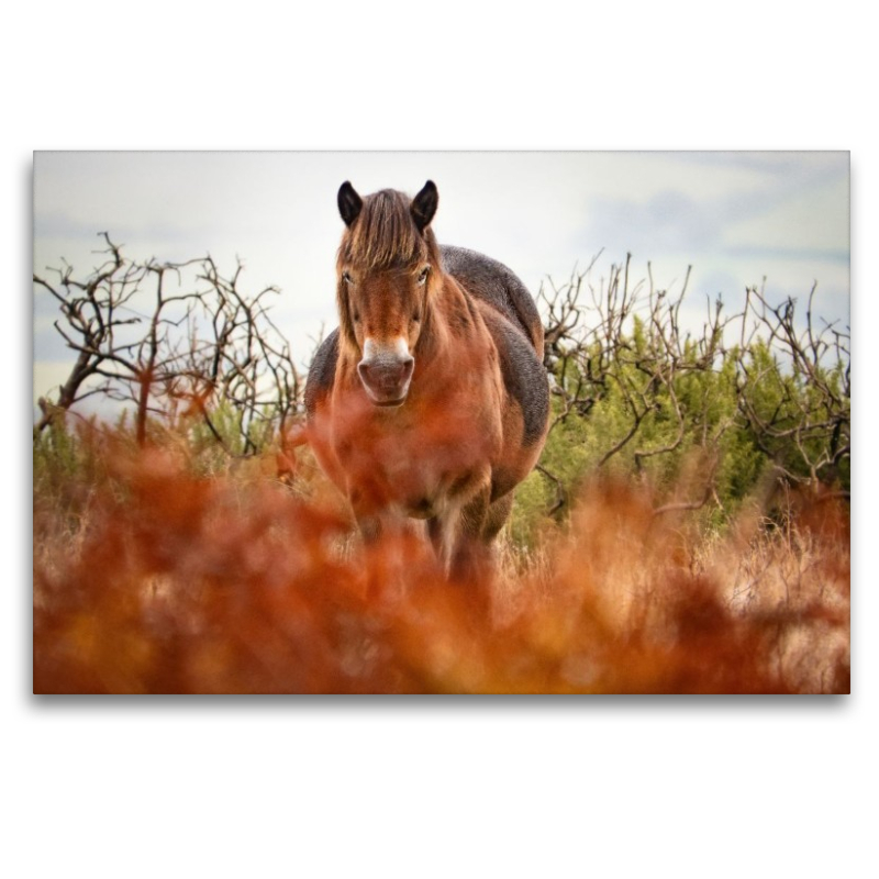 Exmoor Pony hinter leuchtendem Farn