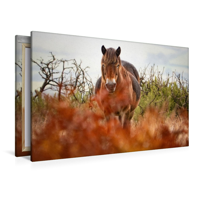 Exmoor Pony hinter leuchtendem Farn