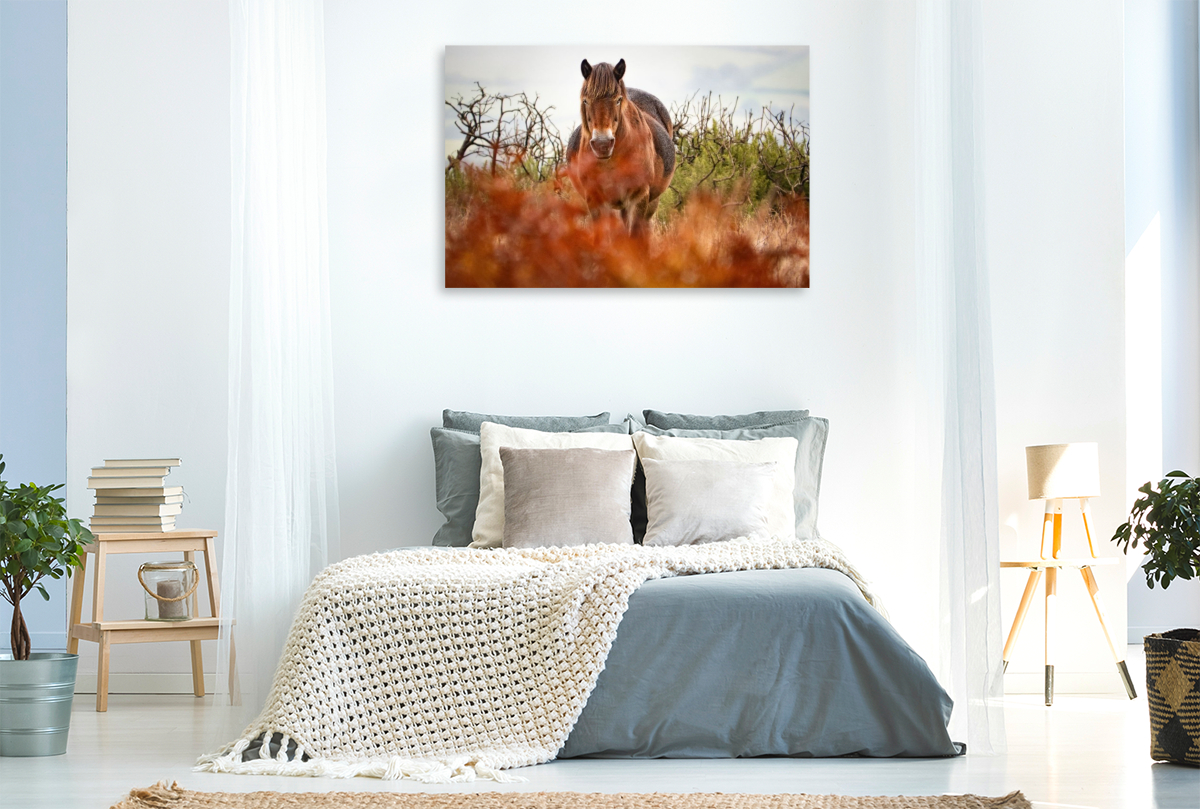 Exmoor Pony hinter leuchtendem Farn