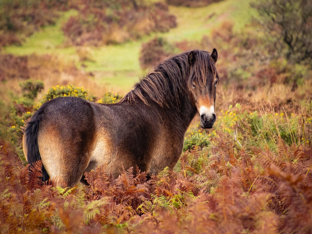 Pony im Farbenrausch