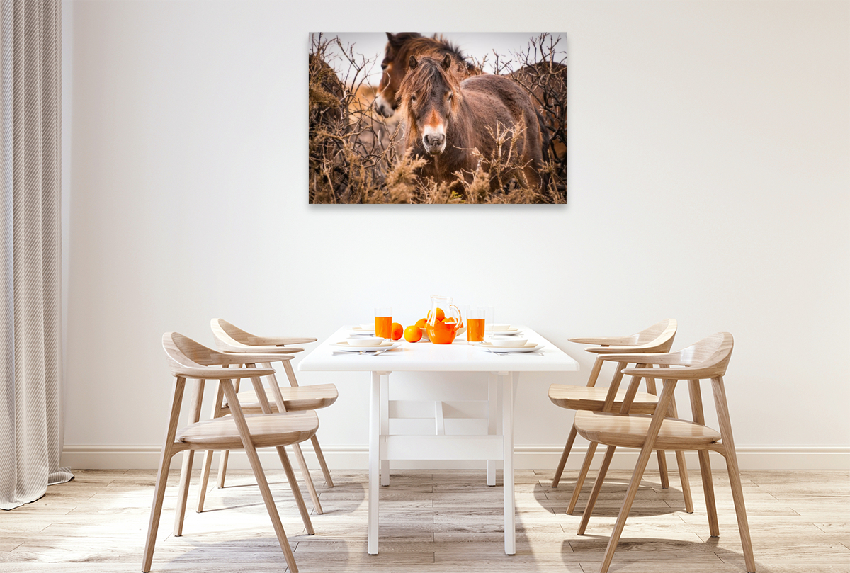 Wildes, rauhes Pferdeleben