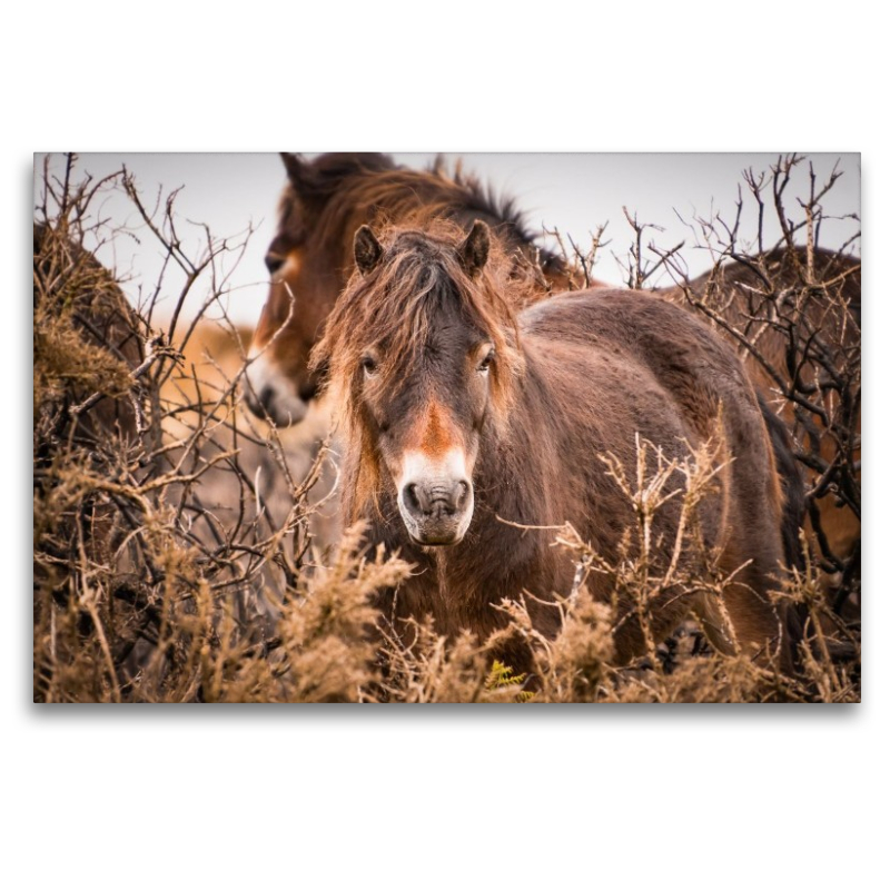 Wildes, rauhes Pferdeleben