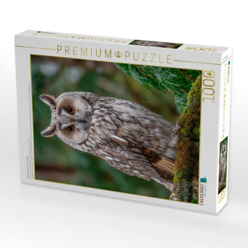 Waldohreule im grünen Wald