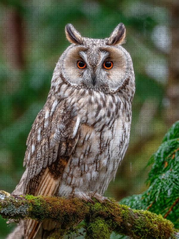 Waldohreule im grünen Wald
