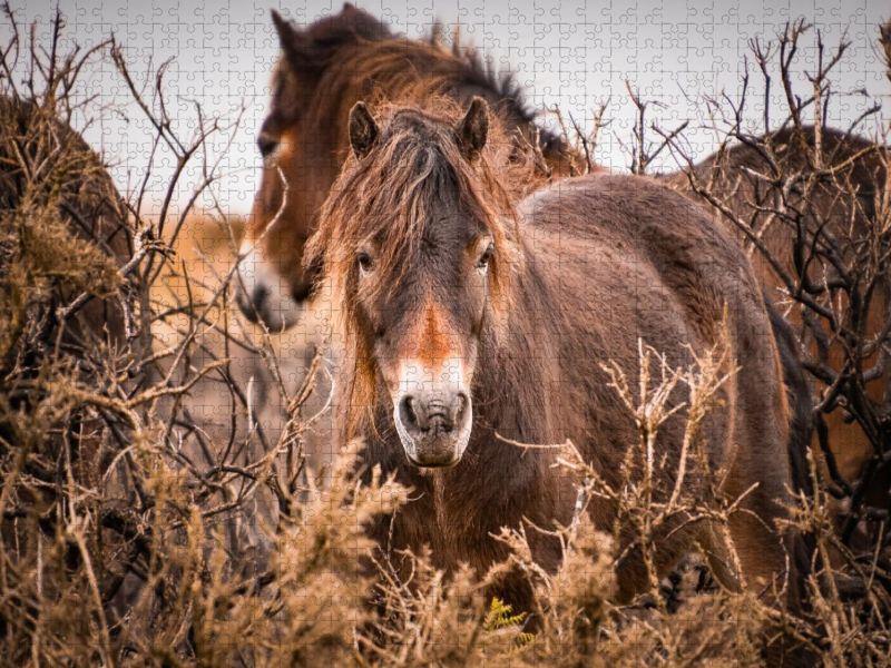 Wildes, rauhes Pferdeleben