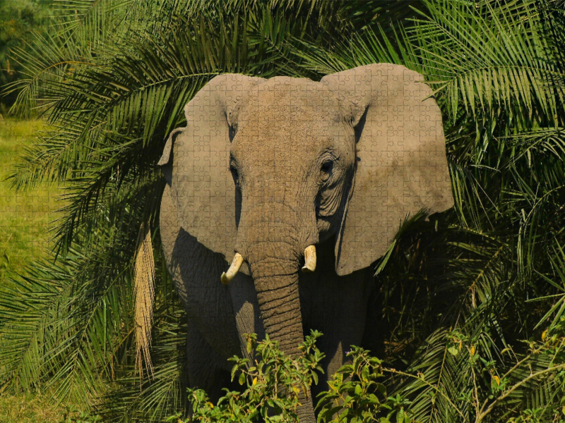 Elefant