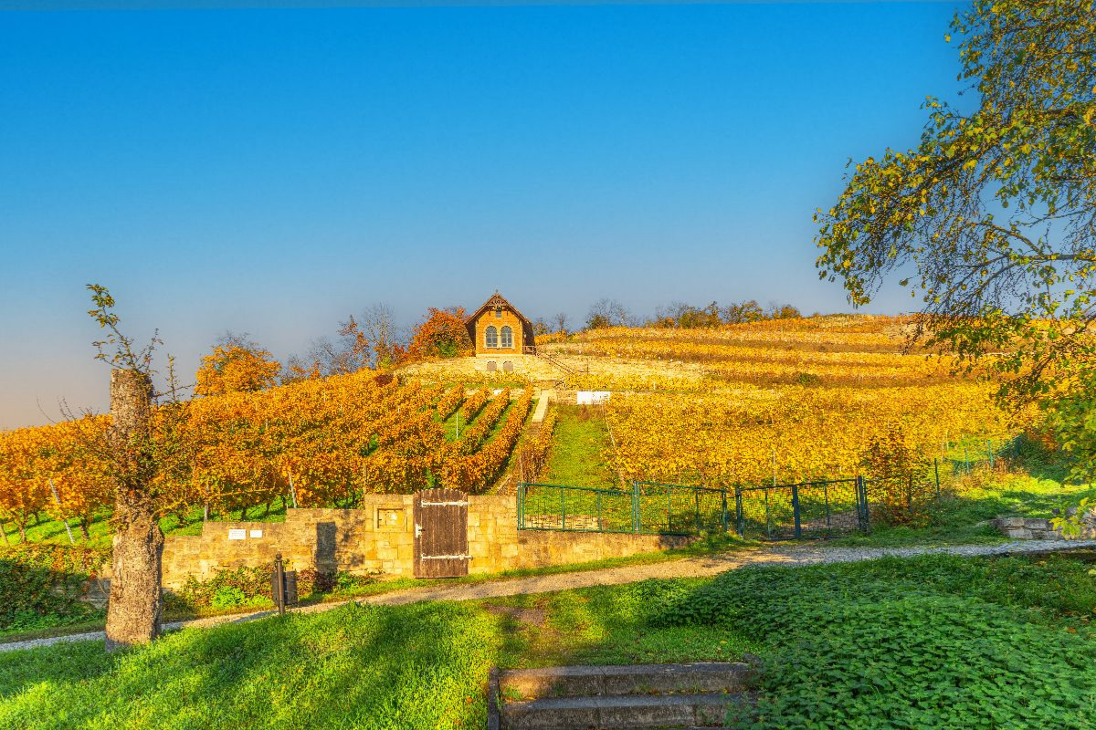 Weinanbaugebiet Saale-Unstrut bei Freyburg.