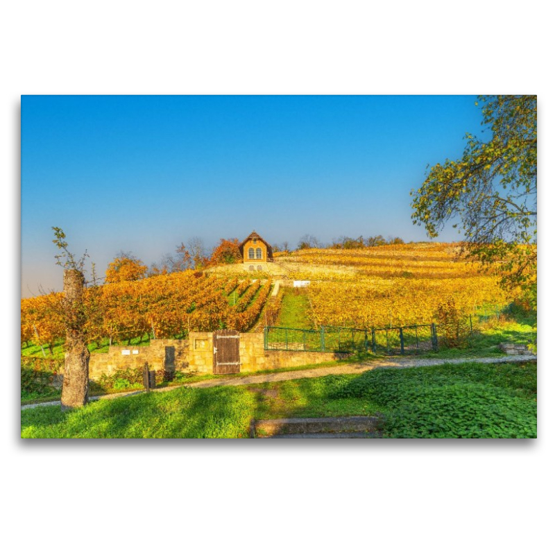 Weinanbaugebiet Saale-Unstrut bei Freyburg.