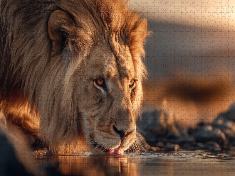 Der Löwe senkt den Kopf, um frisches Wasser zu trinken