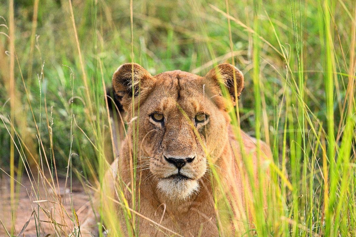 Löwe im hohen Gras in Uganda