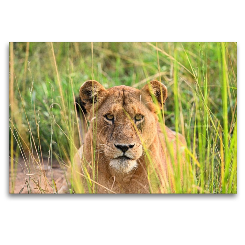 Löwe im hohen Gras in Uganda