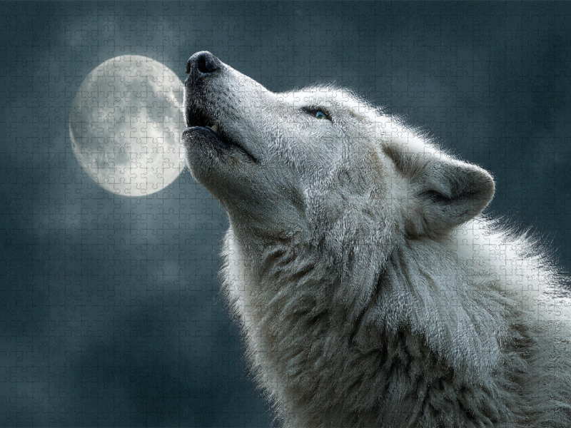 Heulender Wolf bei Vollmond