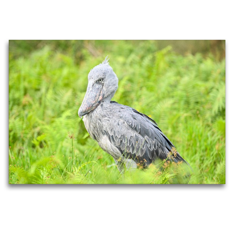 Schuhschnabel Storch im Lake Victoria