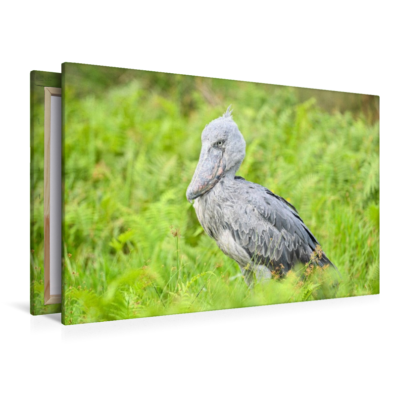 Schuhschnabel Storch im Lake Victoria