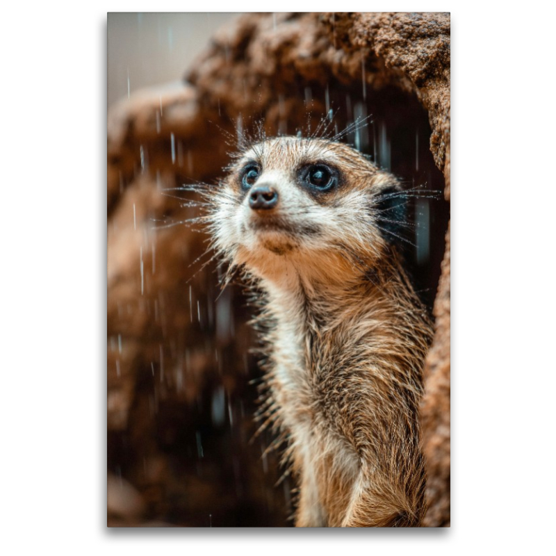 Erdmännchen im Regen mit neugierigem Blick