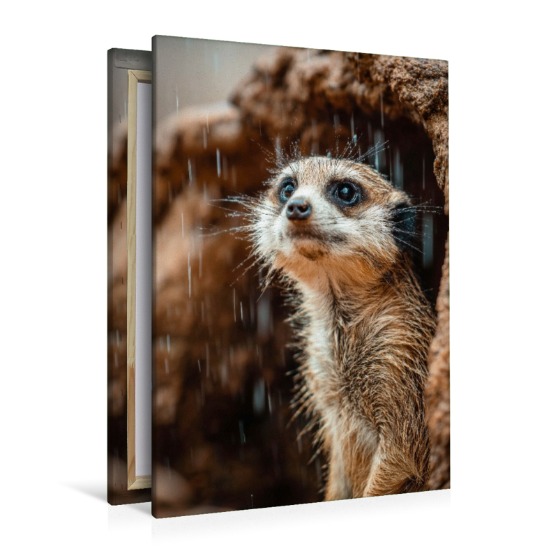 Erdmännchen im Regen mit neugierigem Blick