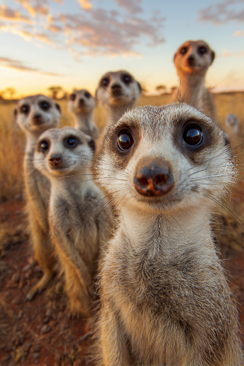 Erdmännchen Gruppe in der Savanne beim Sonnenuntergang