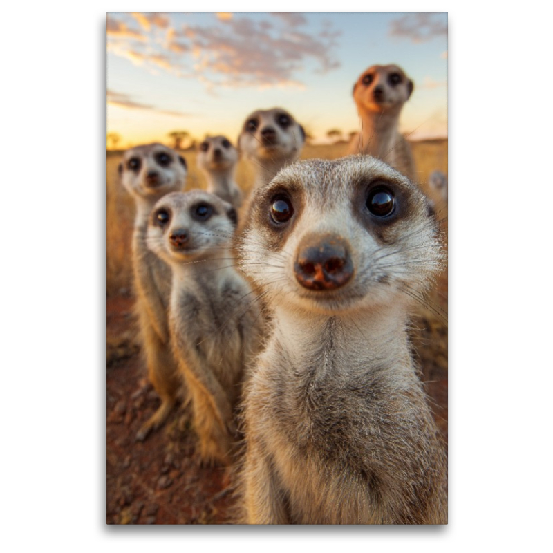 Erdmännchen Gruppe in der Savanne beim Sonnenuntergang