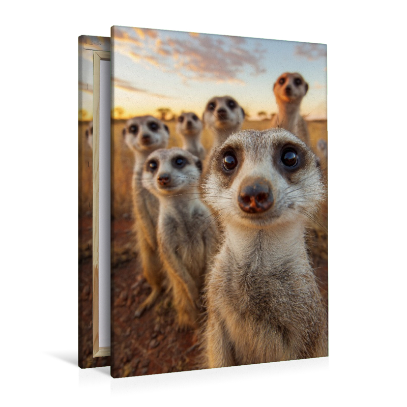 Erdmännchen Gruppe in der Savanne beim Sonnenuntergang