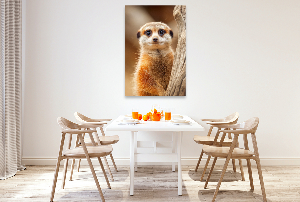 Süßes Erdmännchen mit großen Augen im Portrait