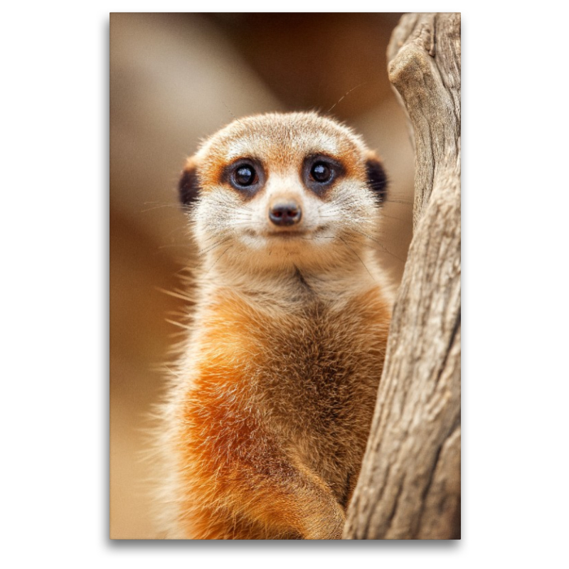 Süßes Erdmännchen mit großen Augen im Portrait