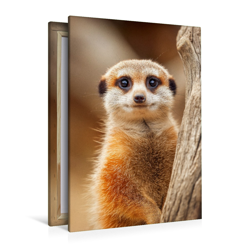 Süßes Erdmännchen mit großen Augen im Portrait
