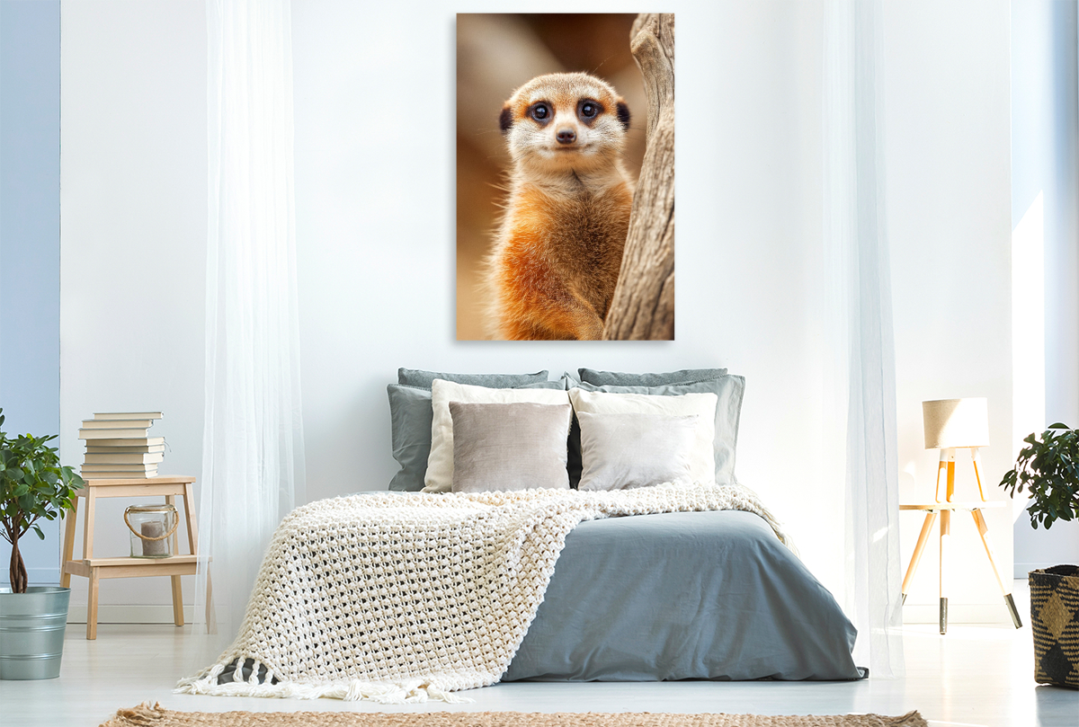 Süßes Erdmännchen mit großen Augen im Portrait