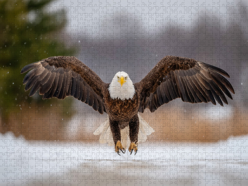 Weißkopfseeadler im Flug über verschneiter Landschaft