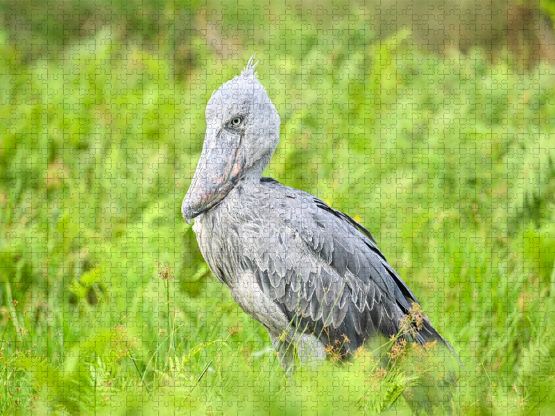 Schuhschnabel Storch im Lake Victoria