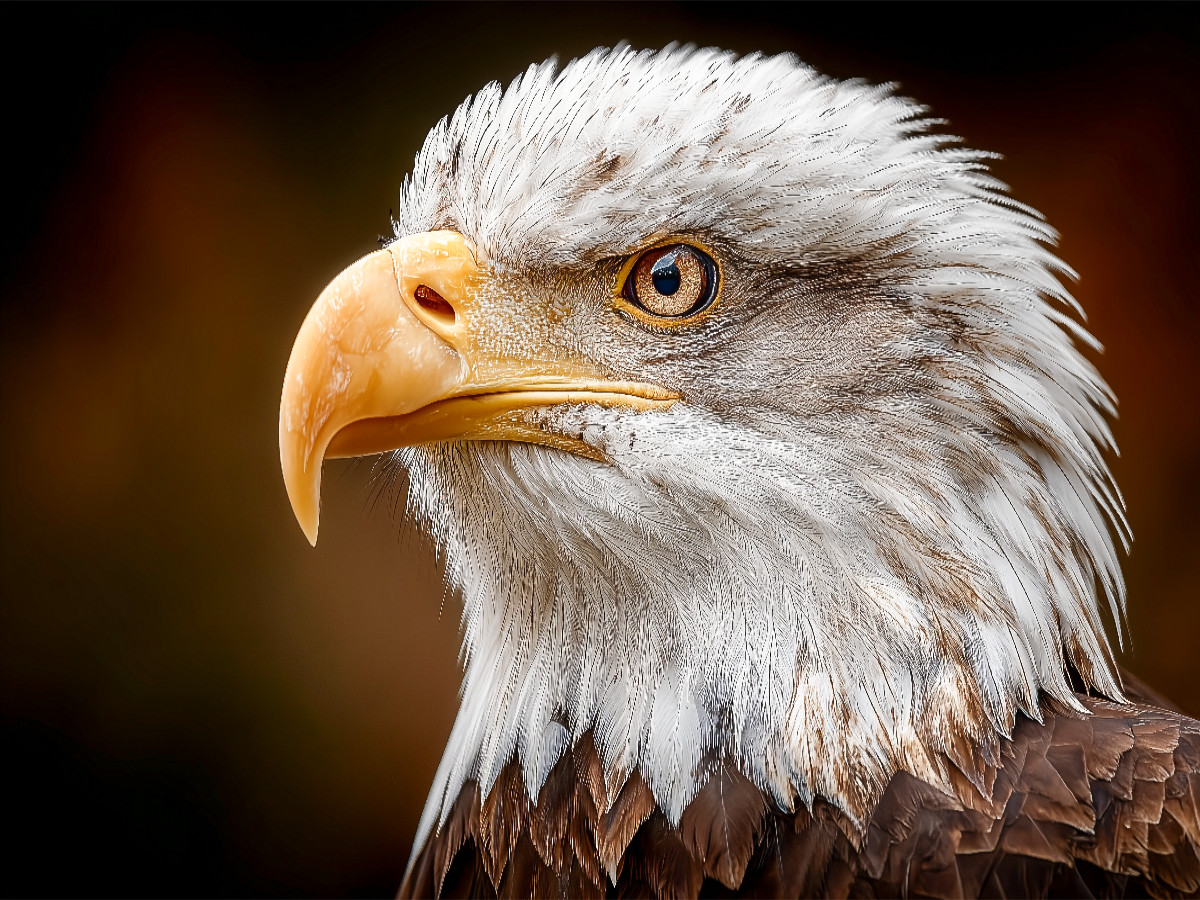 Weißkopfseeadler im Detail mit scharfem Blick