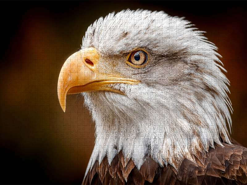 Weißkopfseeadler im Detail mit scharfem Blick