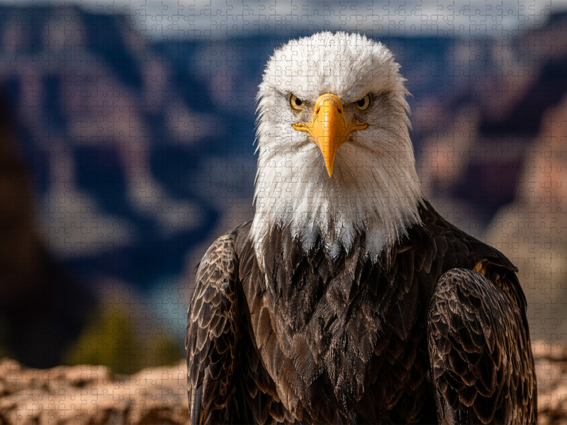 Weißkopfseeadler mit durchdringendem Blick in wilder Landschaft