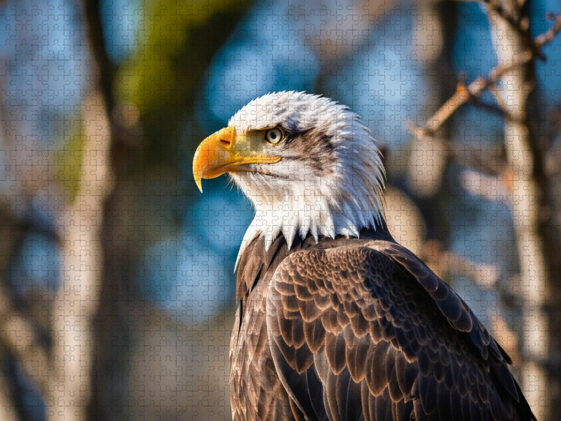 Majestätischer Weißkopfseeadler mit scharfem Blick