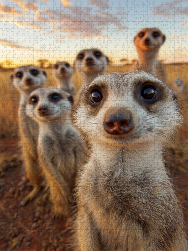 Erdmännchen Gruppe in der Savanne beim Sonnenuntergang