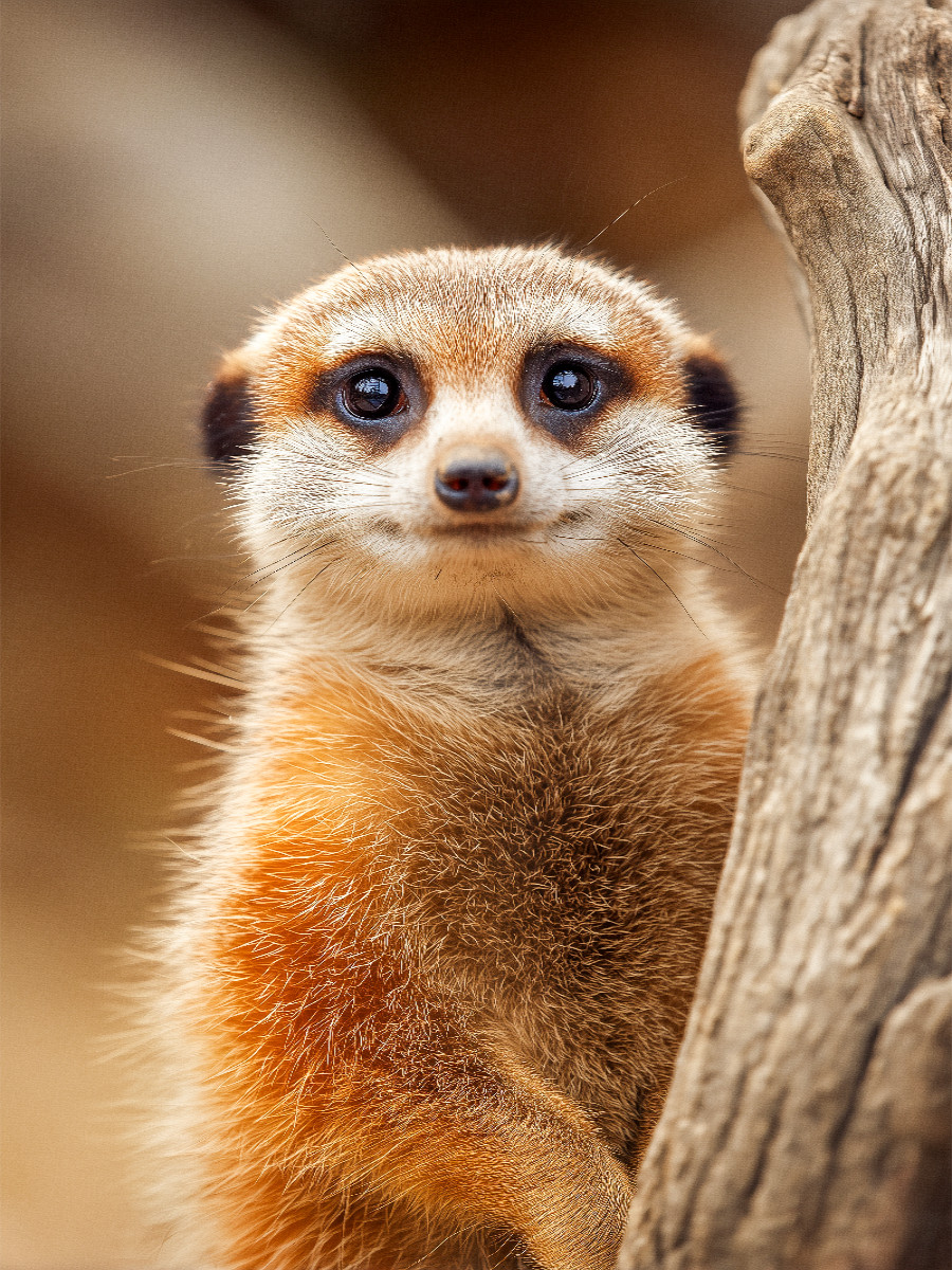 Süßes Erdmännchen mit großen Augen im Portrait