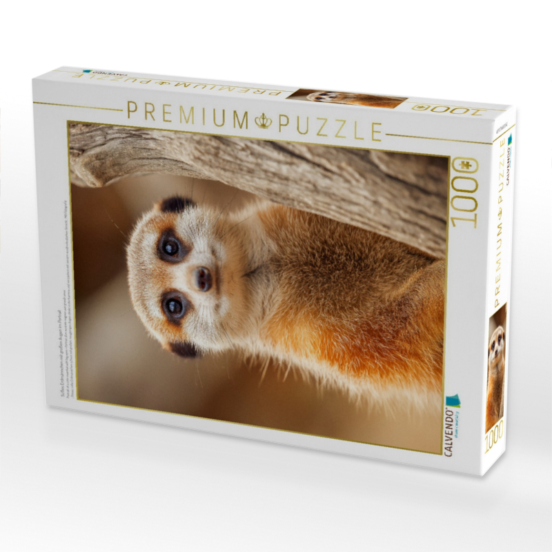 Süßes Erdmännchen mit großen Augen im Portrait