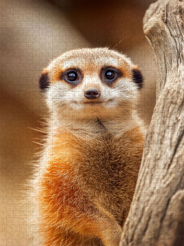 Süßes Erdmännchen mit großen Augen im Portrait
