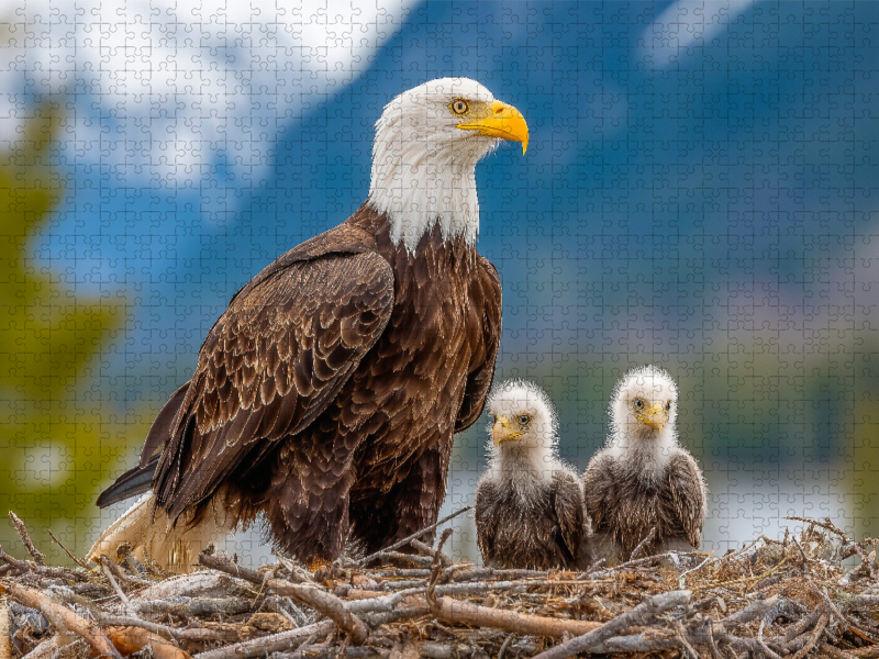 Weißkopfseeadler mit Jungvögeln im Nest vor Bergkulisse