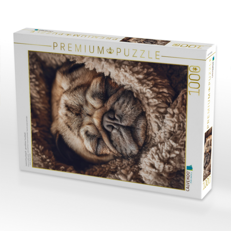 Louie im Kuschelpulli – gemütlicher Couchheld