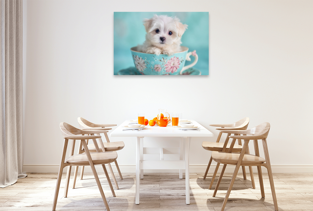 Teacup Maltese, der kleine mit großer Wirkung