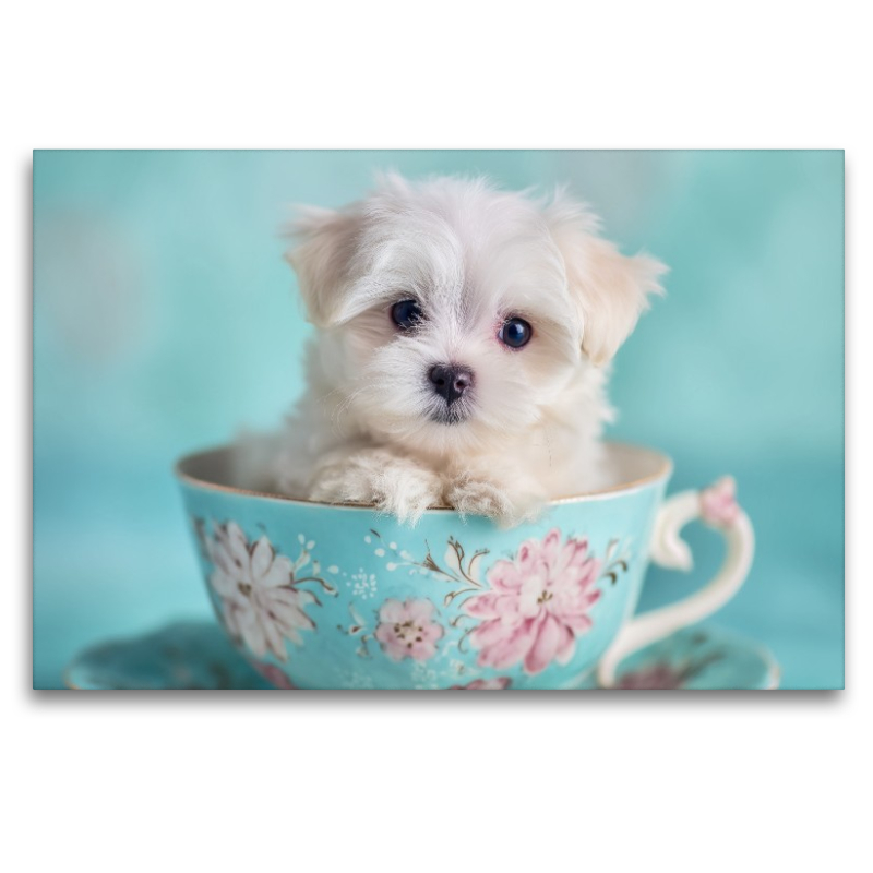 Teacup Maltese, der kleine mit großer Wirkung