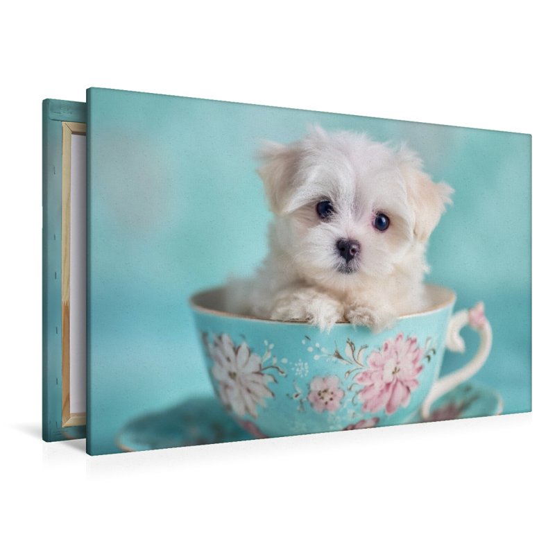 Teacup Maltese, der kleine mit großer Wirkung